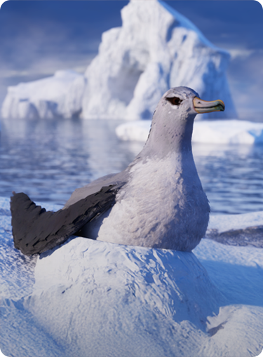 ANIMALS_albatross