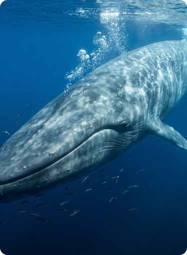 Animals Walvis